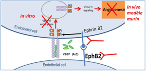 Fig. 3- Illustration de notre hypothèse : les auto-anticorps anti EphB2 peuvent-ils bloquer l’endocytose de VEGFR et l’angiogenèse ?