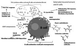 Fig. 2 Implication du lymphocyte B dans la SSc Bosello et al. Autoimmun Rev. 2011