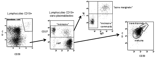 Fig. 3 : Sous-populations lymphocytaires B : exemple de dot plot obtenu par cytométrie en flux.  Guerrier T.