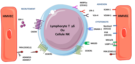 lymphocyte T